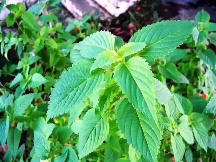 Green Lemon Mint Plant Seeds for Refreshing Herb Gardens and Tea