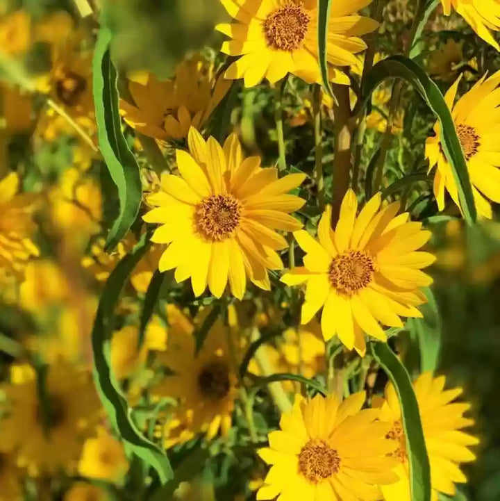 Gule Maximilian blomsterfrø til udplantning, friske, 100 stk