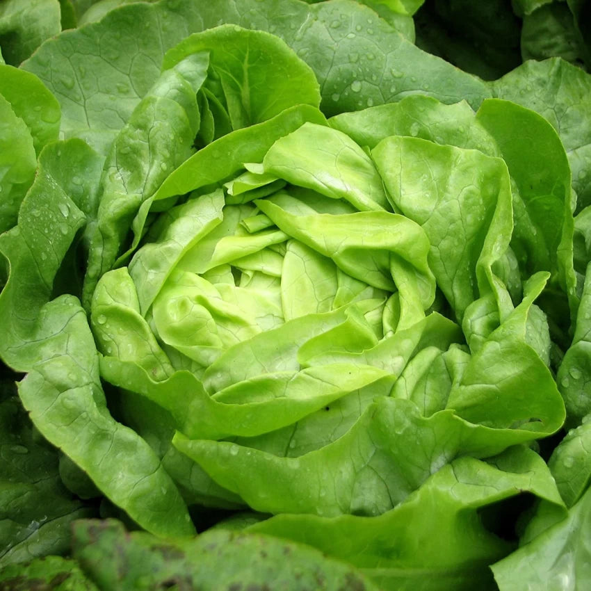 Buttercrunch Salatfrø - Heirloom Ikke-GMO grøntsagsfrø