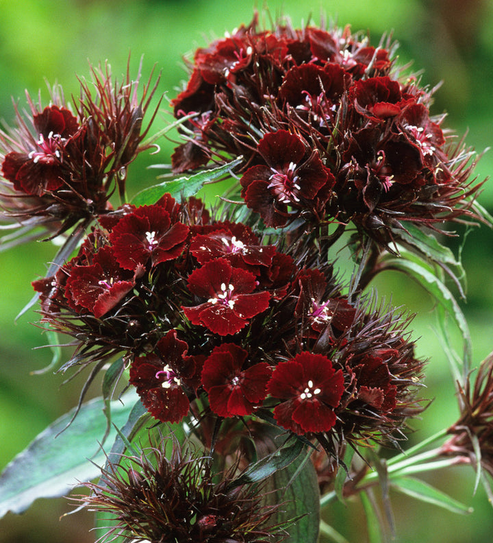 Rødbrune William Dianthus blomsterfrø til udplantning - 100 stk