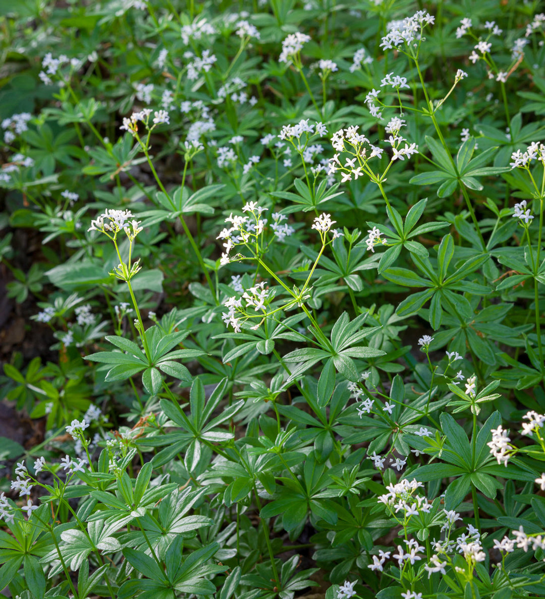 Galium blomsterfrø til plantning - 100 stk