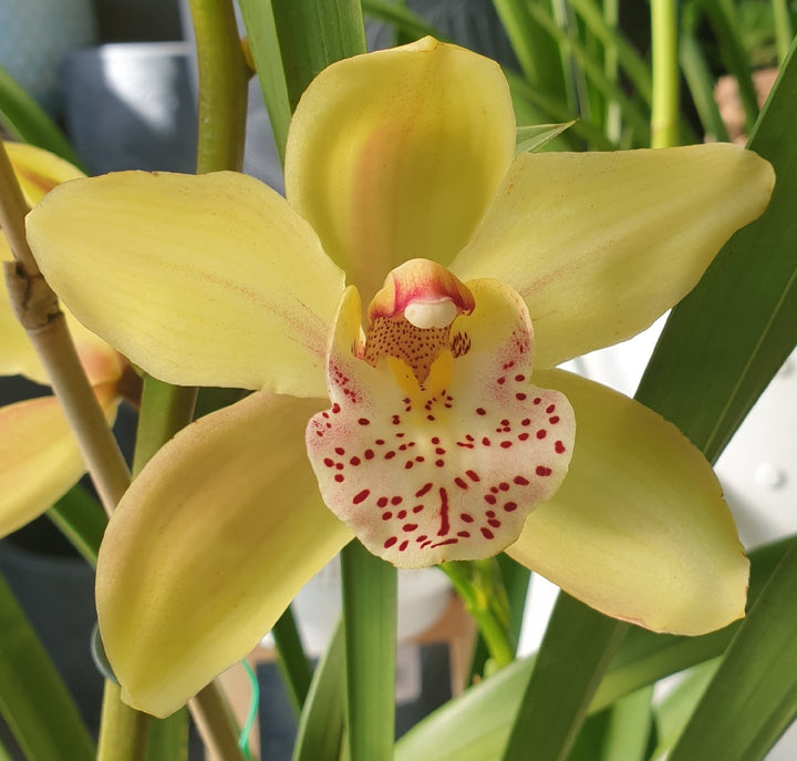 Heirloom Non-GMO Cymbidium Orchid Seeds – High Germination Flower Seeds for Planting Exotic Blooms