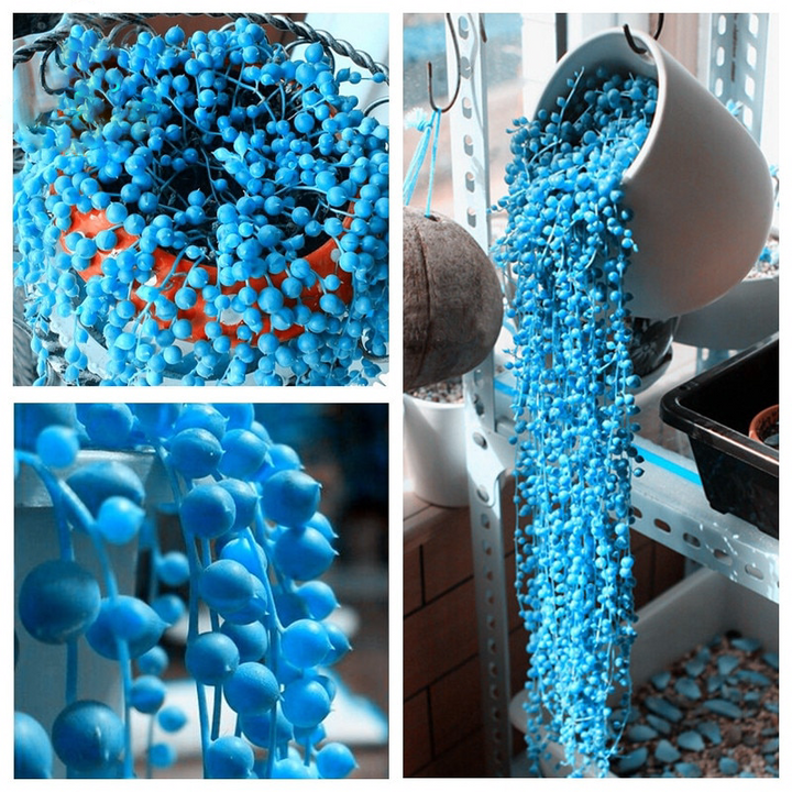 Heirloom Non-GMO Pearl Chlorophytum Herb Seeds – Easy-Grow Indoor Plant Seeds, High Germination Organic Seeds