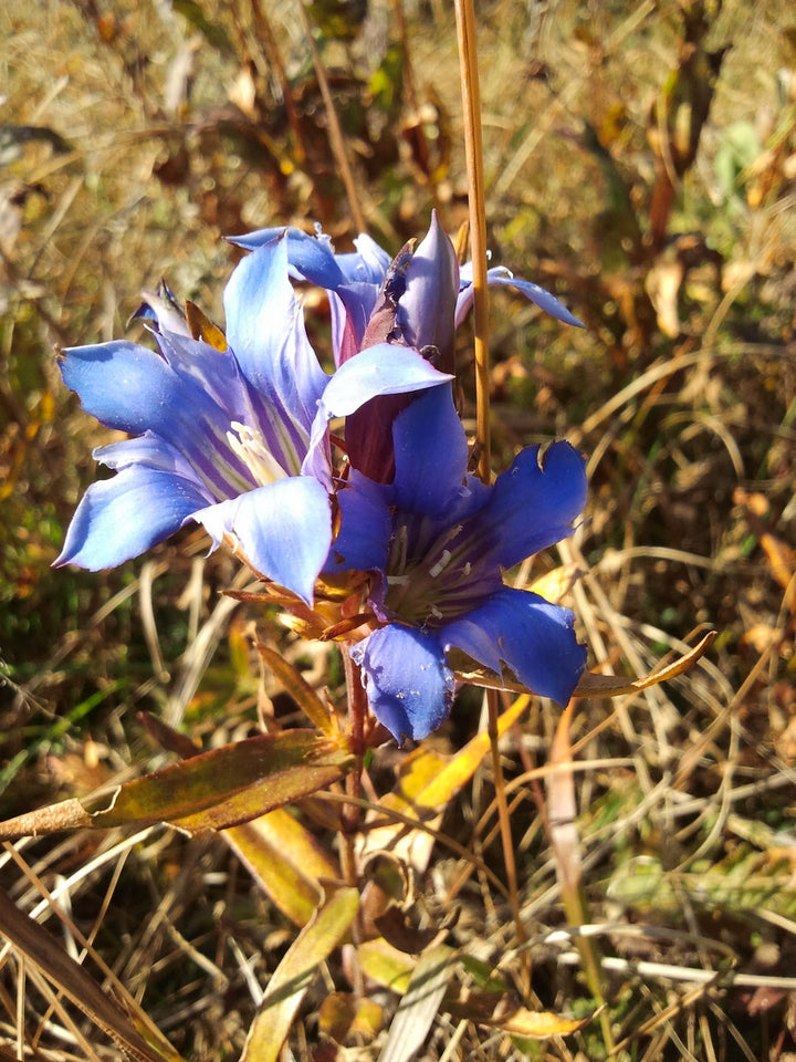 Gentiana Puberulenta Flower Seeds for Planting – Heirloom, Non-GMO Organic Garden Seeds with High Germination