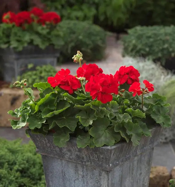 Climbing Geranium Flower Seeds for Planting Red 100 pcs