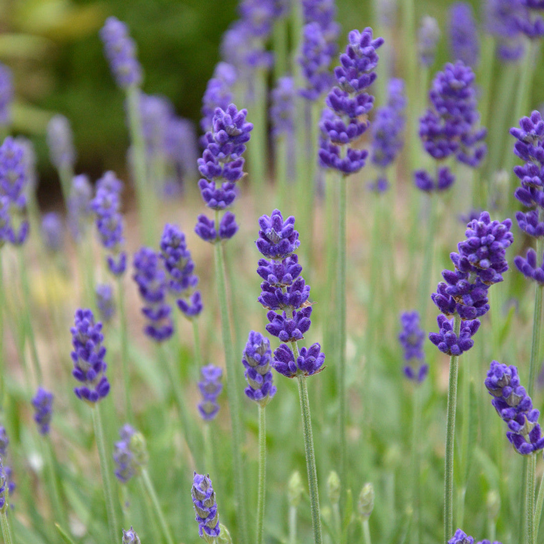 blue angustifolia flower seeds