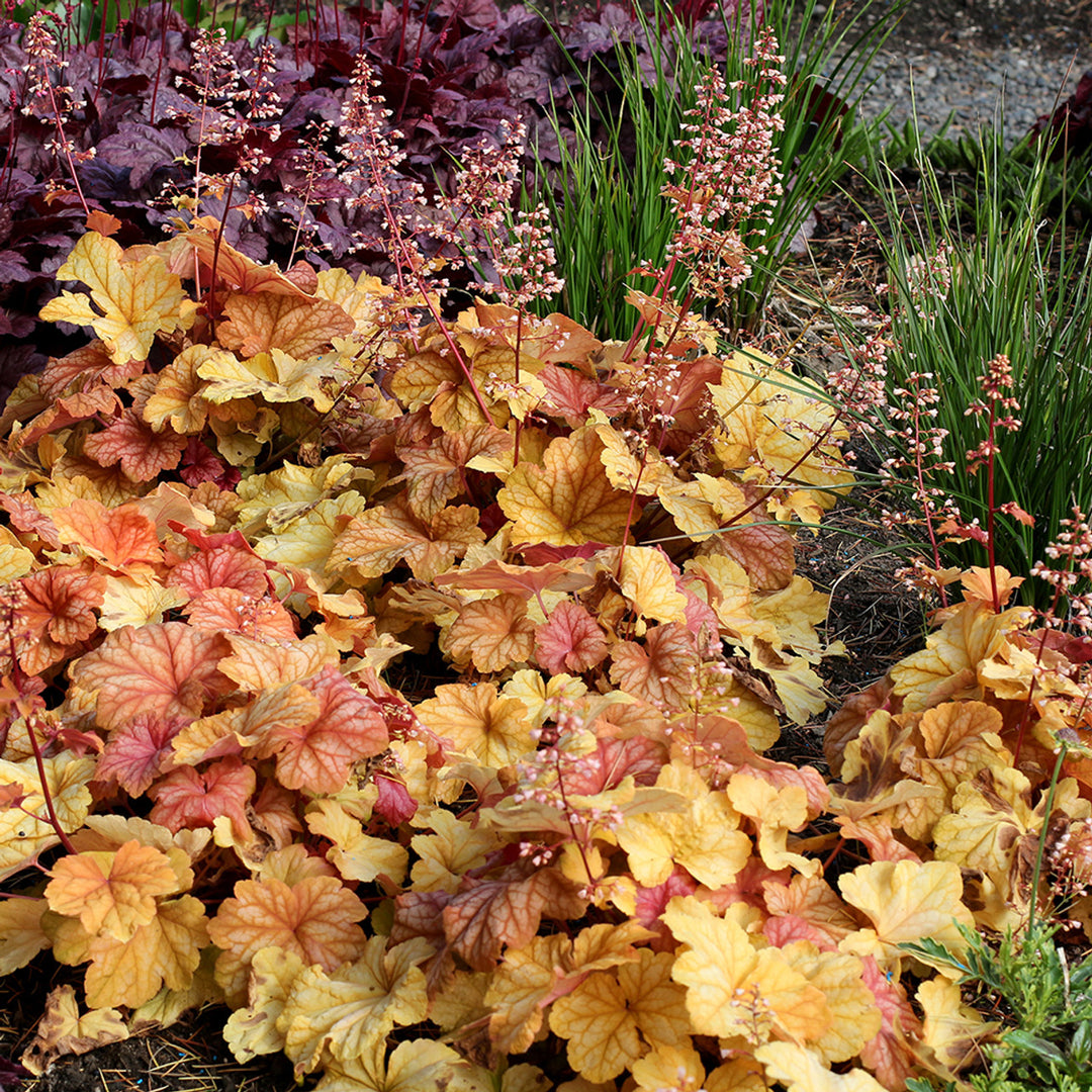 Heuchera Flower Seeds for Planting Brown Yellow 100 pcs