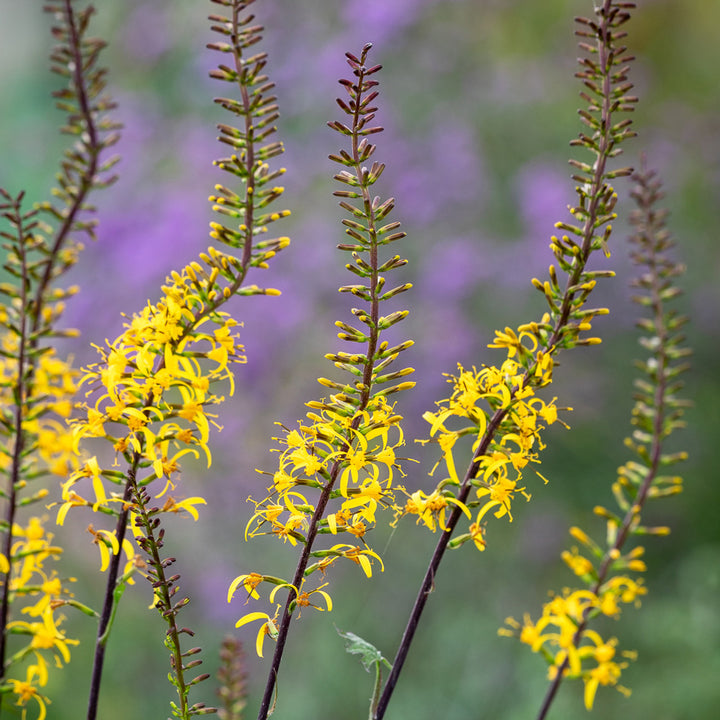 Heirloom Non-GMO Ligularia przewalskii Flower Seeds – Przewalski's Golden Ray Seeds for Moist, Shaded Gardens