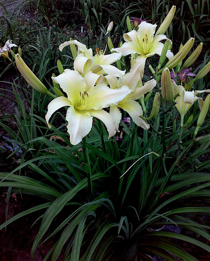Heirloom Hemerocallis Lady Elizabeth Flower Seeds for Planting – Non-GMO Garden Blooms