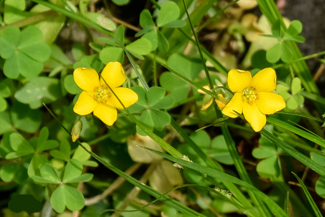 Yellow Oxalis Laciniata Flower Seeds for Planting - 100 pcs