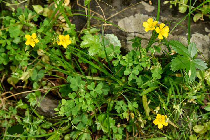 Gule Oxalis Laciniata blomsterfrø til udplantning - 100 stk