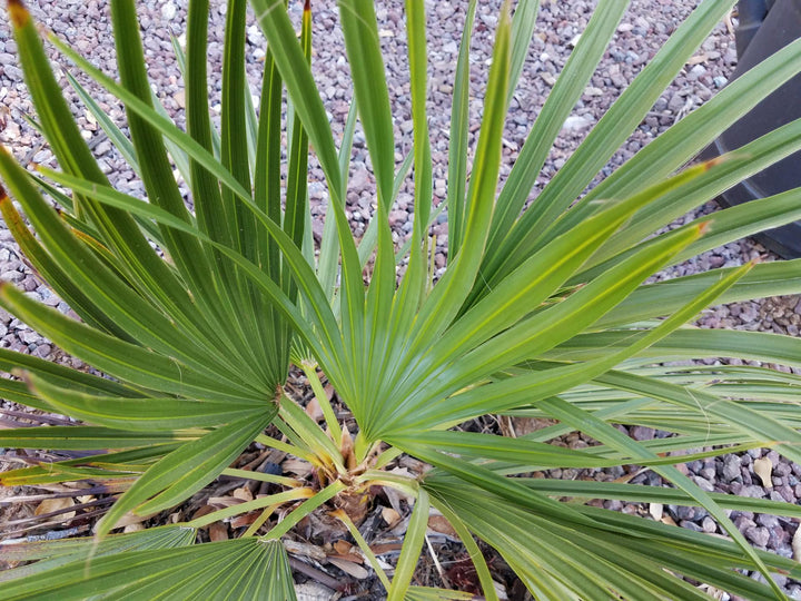 Brahea Decumbens Plant Seeds for Planting-Unique Tropical Garden Growth