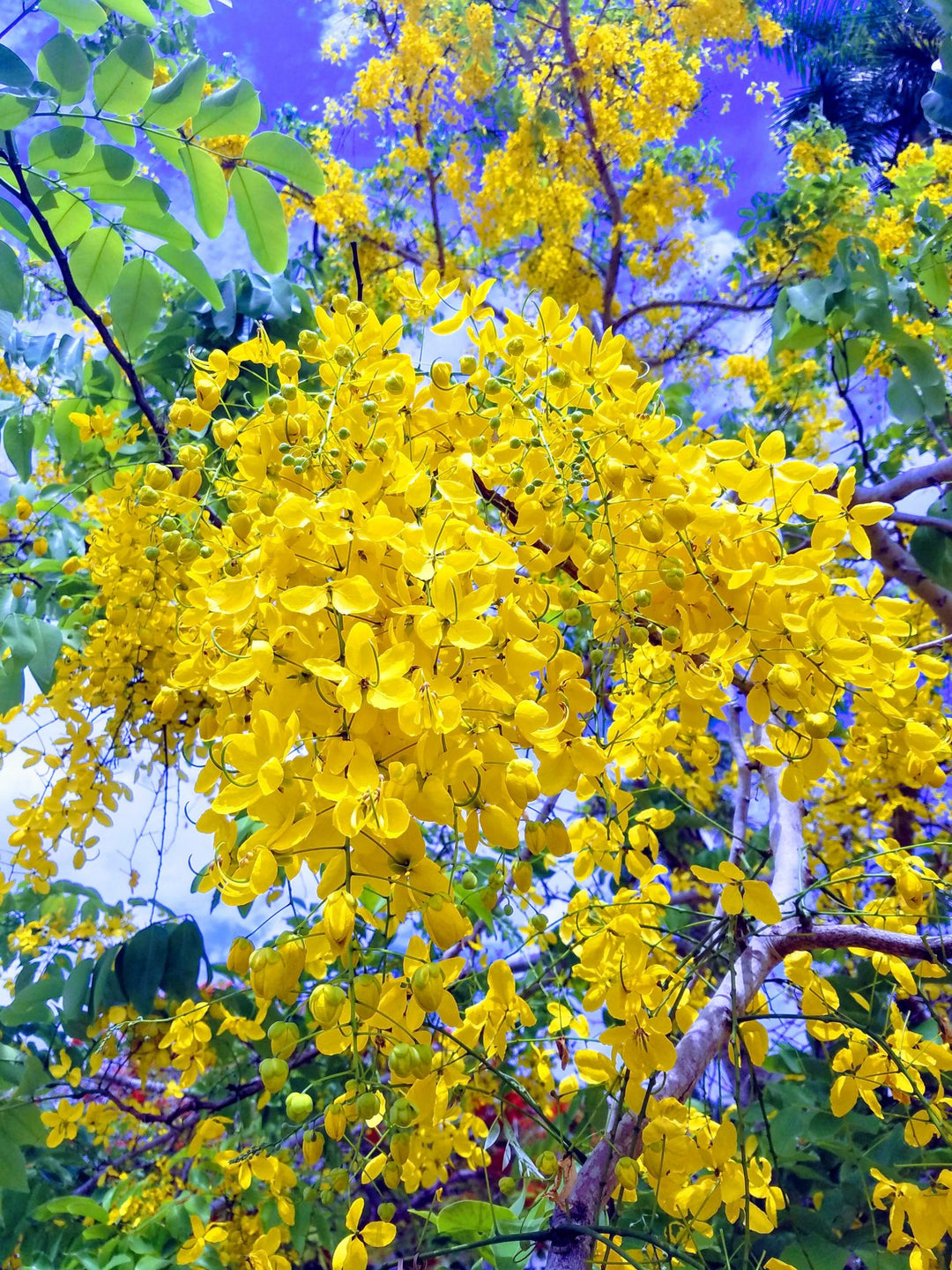 Light Yellow Crape Myrtle Tree Seeds for Planting - 100 pcs