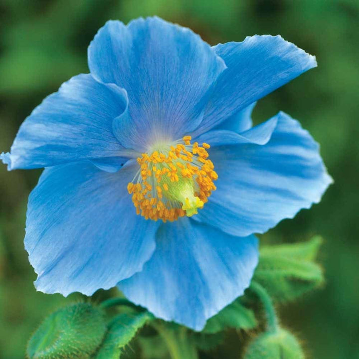 Double Hollyhock Sky Blue Flower Seeds for Planting 100 pcs