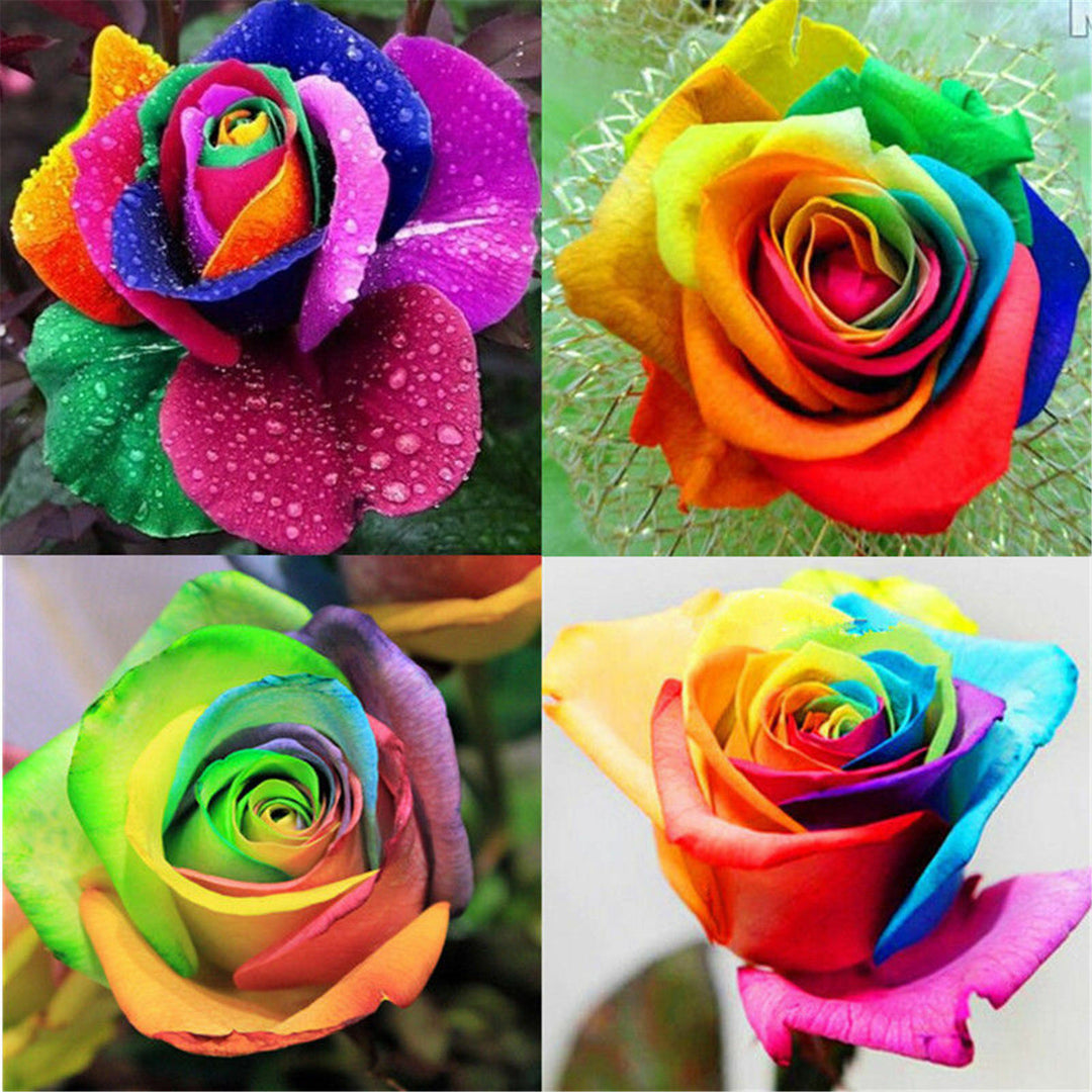 Holland Rose Flower Seeds for Planting - Mixed Colors 100 pcs