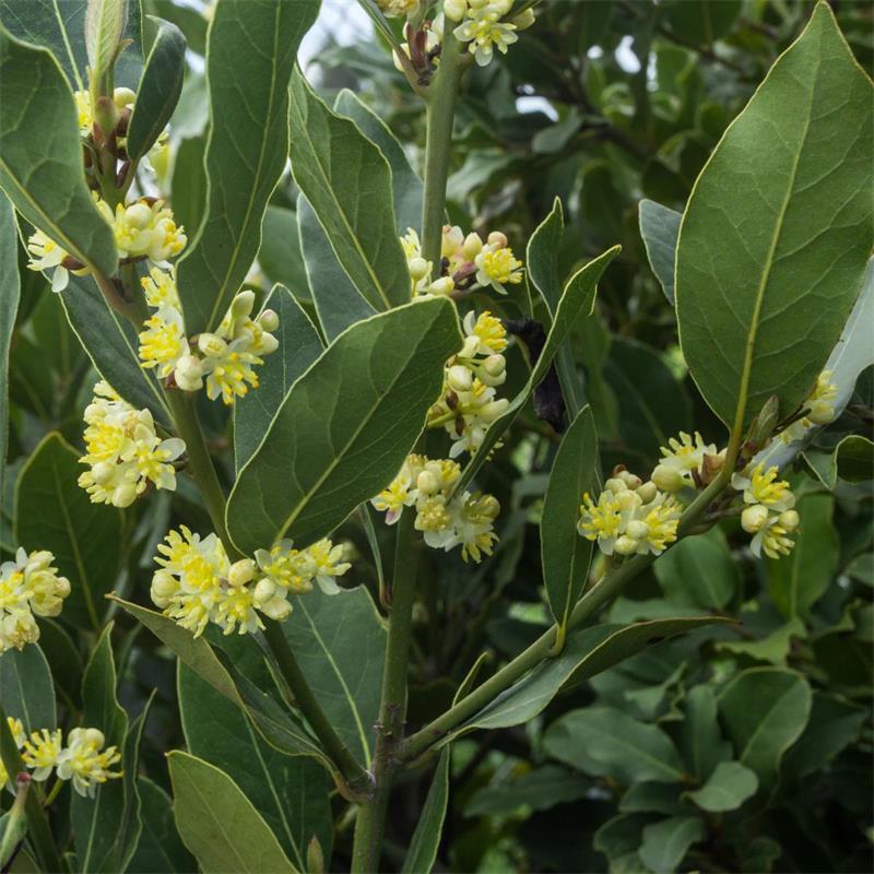 Laurus Nobilis Blomsterfrø til udplantning - 100 stk