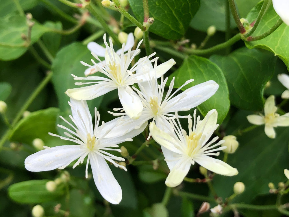 autumn clematis flower seeds