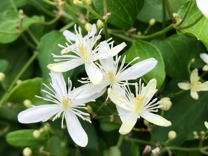 autumn clematis flower seeds