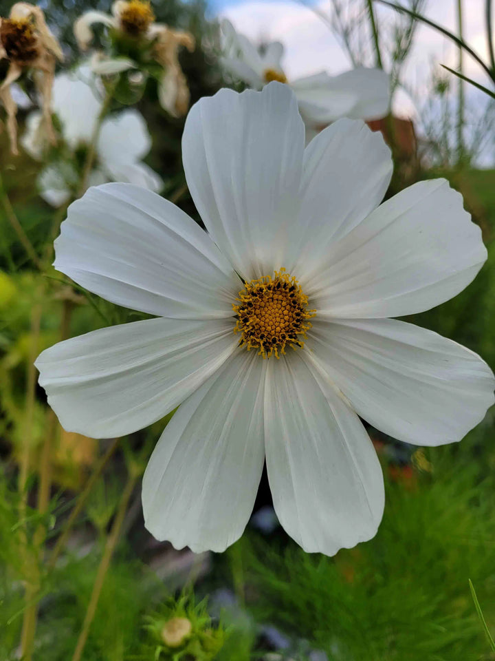 White Cosmos Flower Seeds for Planting - 100 pcs