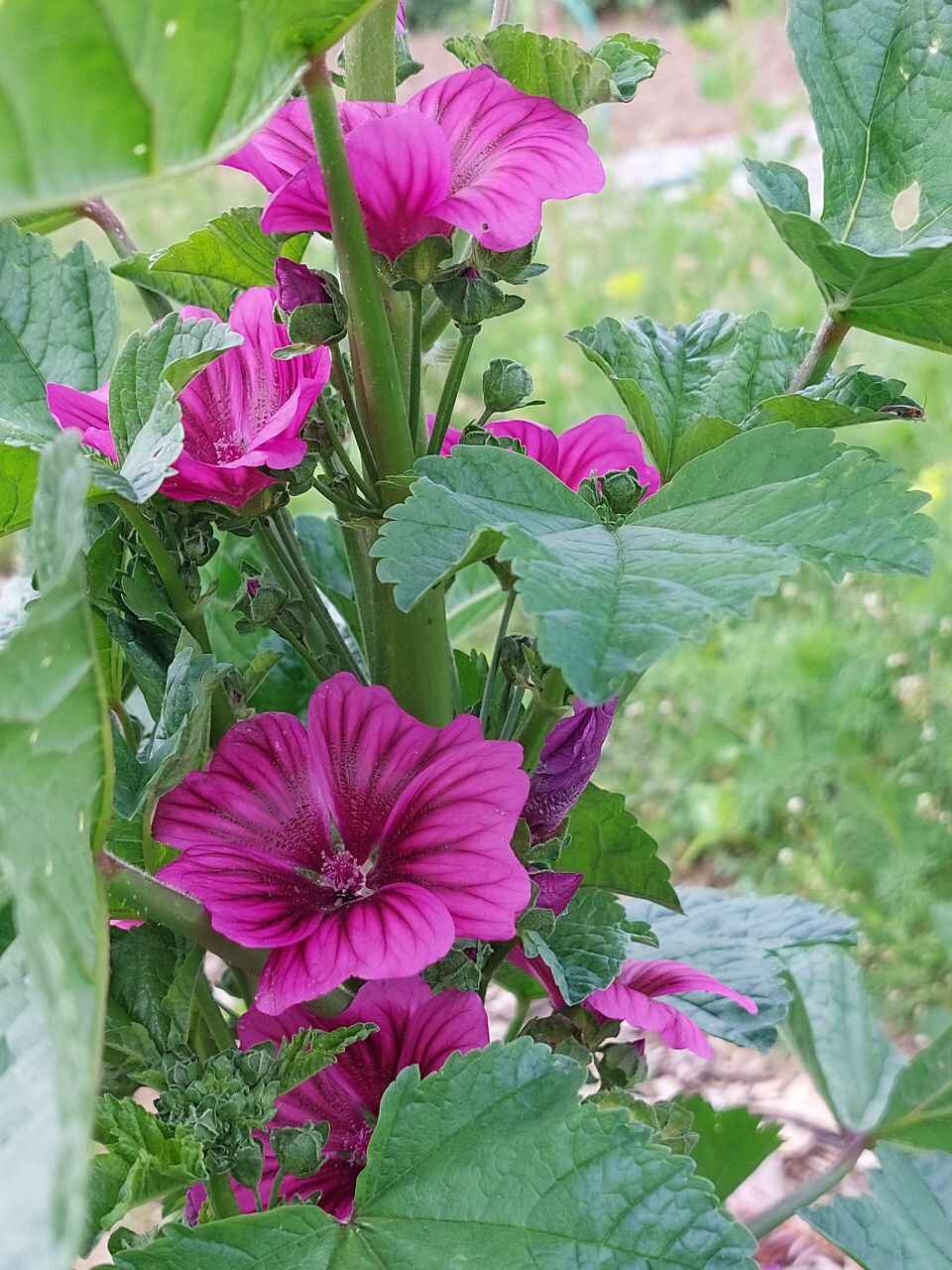 Organic Casa Malva Flower Seeds for Planting – Heirloom, Non-GMO