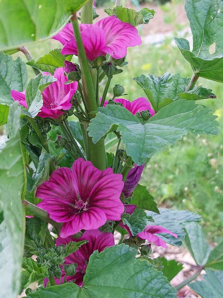 Organic Casa Malva Flower Seeds for Planting – Heirloom, Non-GMO