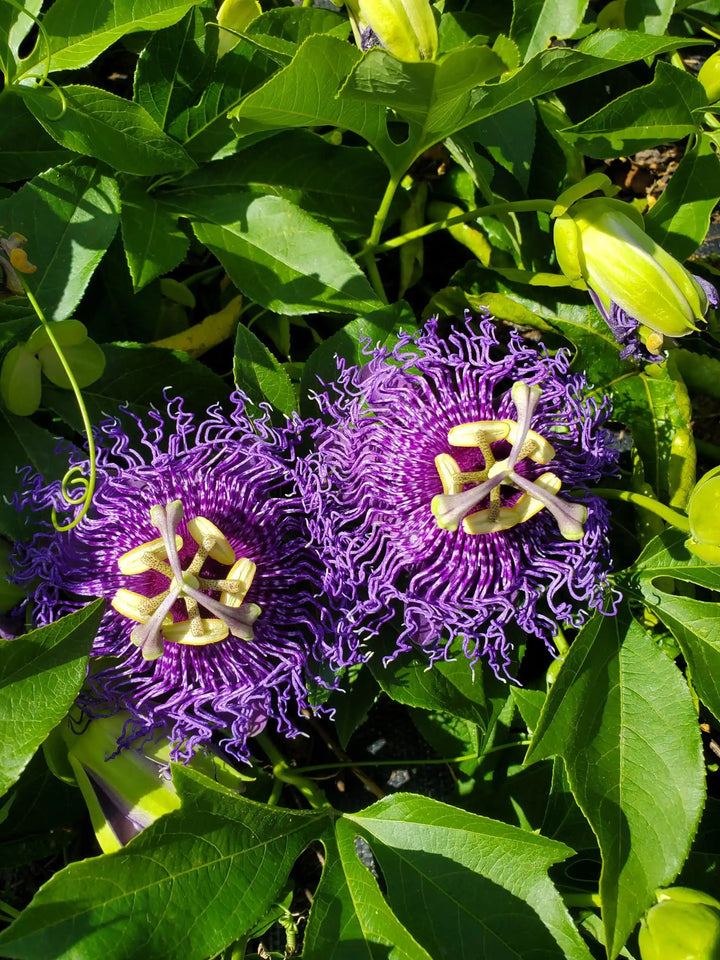 Heirloom Non-GMO Passion Flower Passiflora Seeds for Planting – Exotic Climbing Vine Blooms | High Germination