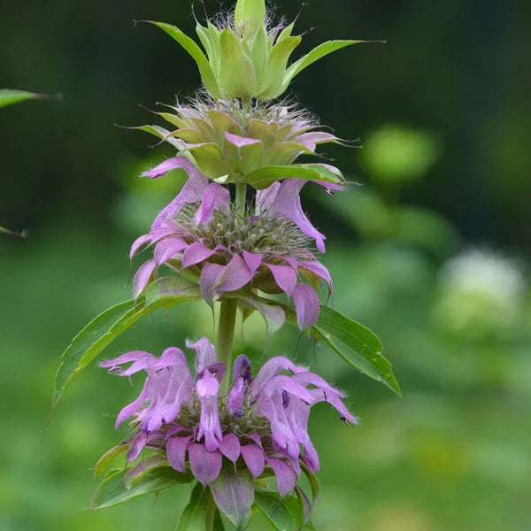 Lilla Citronbi Blomsterfrø til udplantning - 100 stk