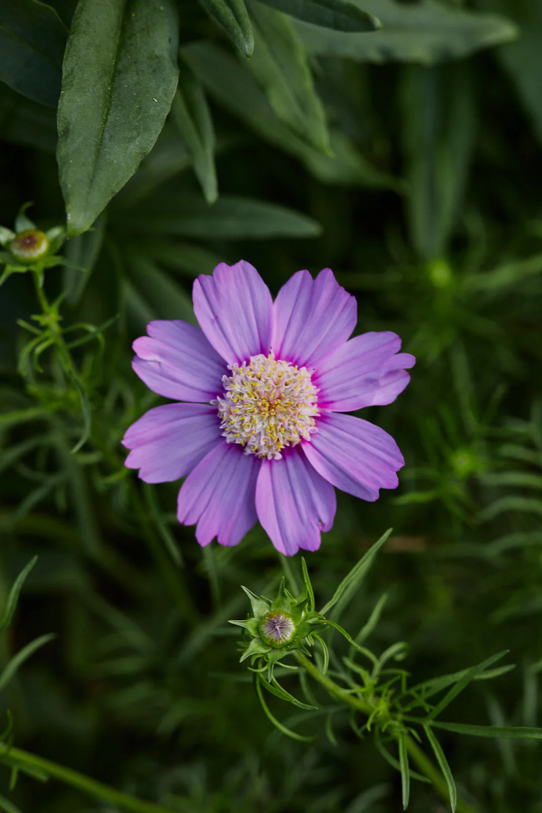 Cosmos Popsocks Pink Flower Seeds for Planting – Vibrant Blooms, Non-GMO, Heirloom
