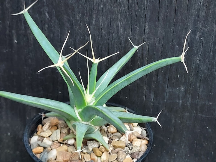 Grøn Leuchtenbergia Plantning af frø til have 100 stk