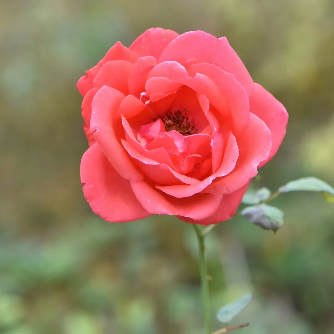 rose rosa flower seeds