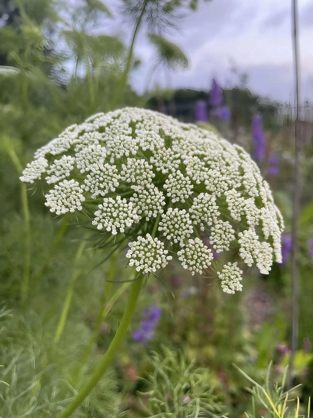 Heirloom Non-GMO Ammi Visnaga Flower Seeds for Planting – Lacy White Medicinal and Ornamental Blooms