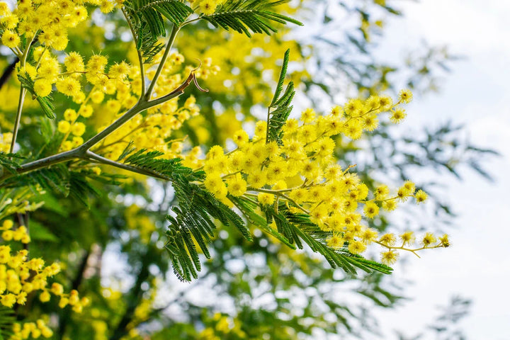 Heirloom Dealbata Mimosa Flower Seeds, Non-GMO Fragrant Yellow Blooms for Garden Planting