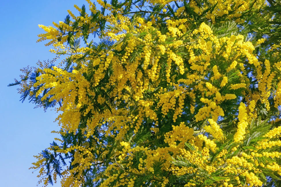 Heirloom Dealbata Mimosa Flower Seeds, Non-GMO Fragrant Yellow Blooms for Garden Planting