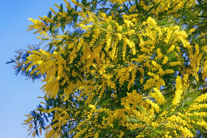 Heirloom Dealbata Mimosa Flower Seeds, Non-GMO Fragrant Yellow Blooms for Garden Planting