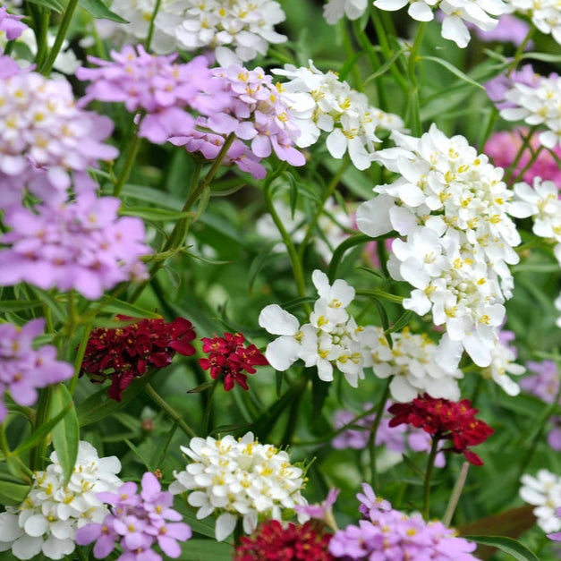 heirloom mixed flower seeds