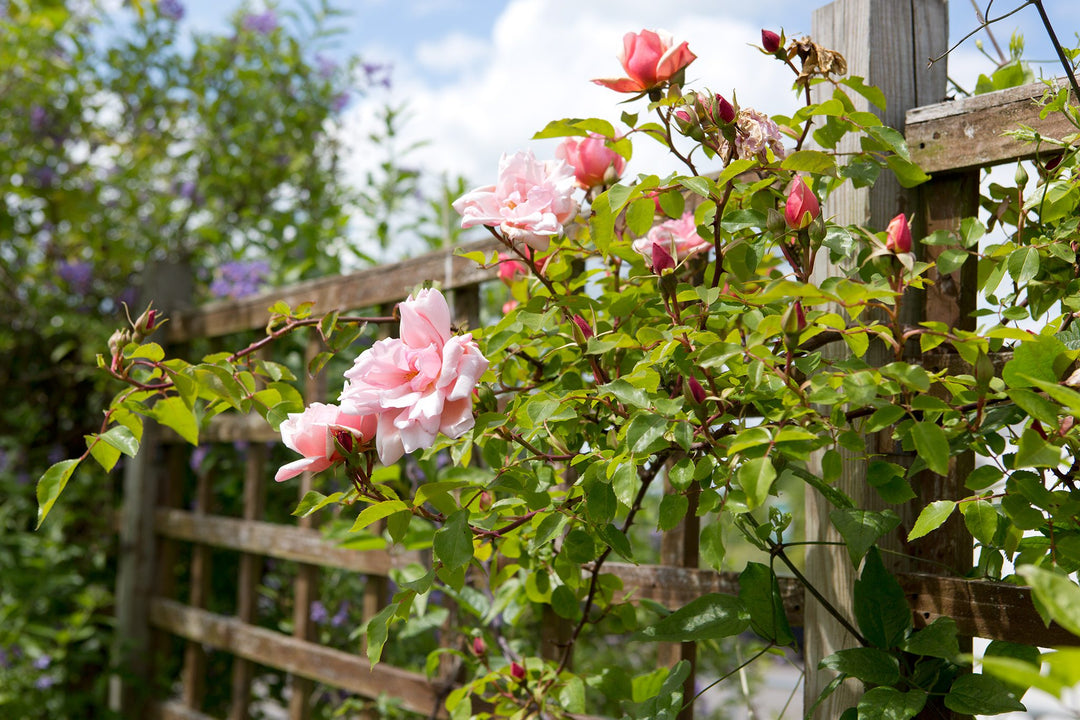 Rose Rød Klatrerose Blomsterfrø 100 stk