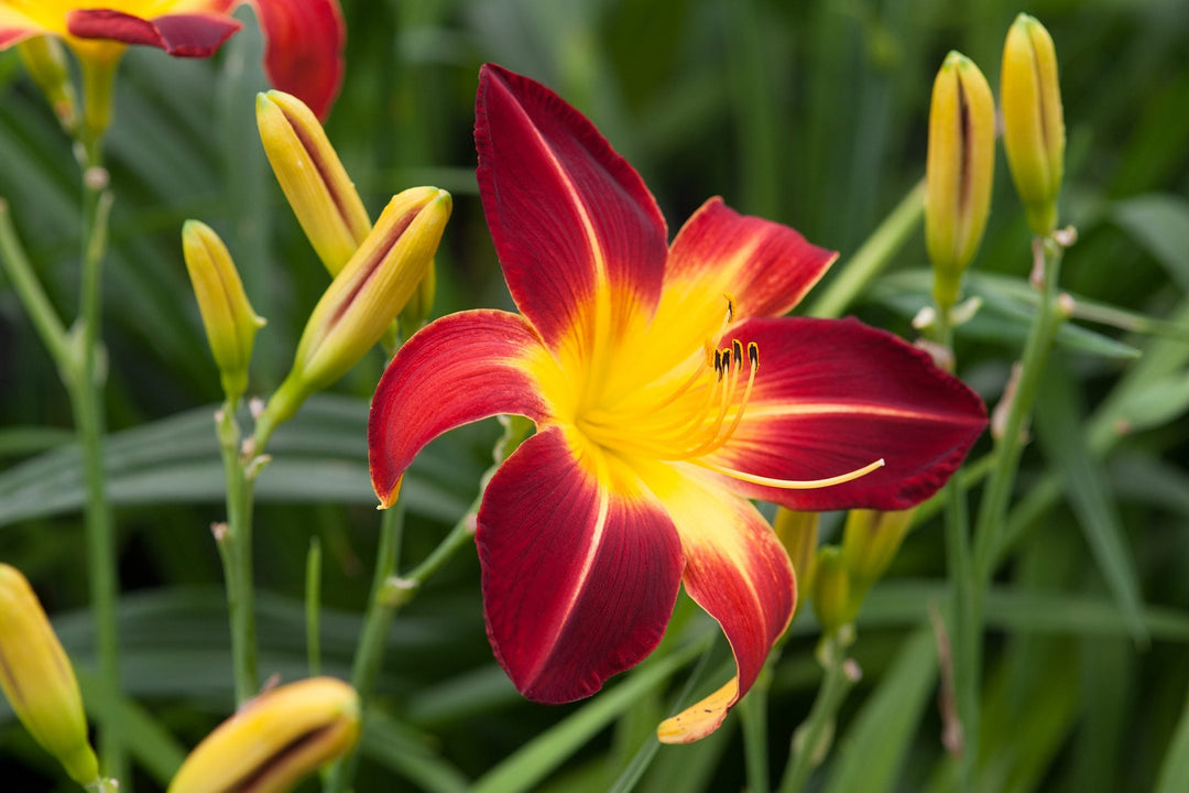hybrid daylily flower seeds