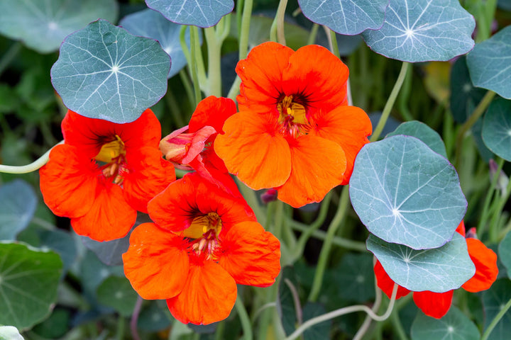 Dark Orange Nasturtium Flower Seeds for Planting – Heirloom, Non-GMO, High Germination Organic Garden Seeds