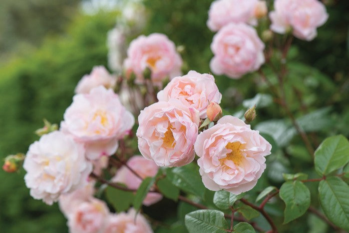 Friske rosenblomstfrø til udplantning, Baby Pink 100 stk