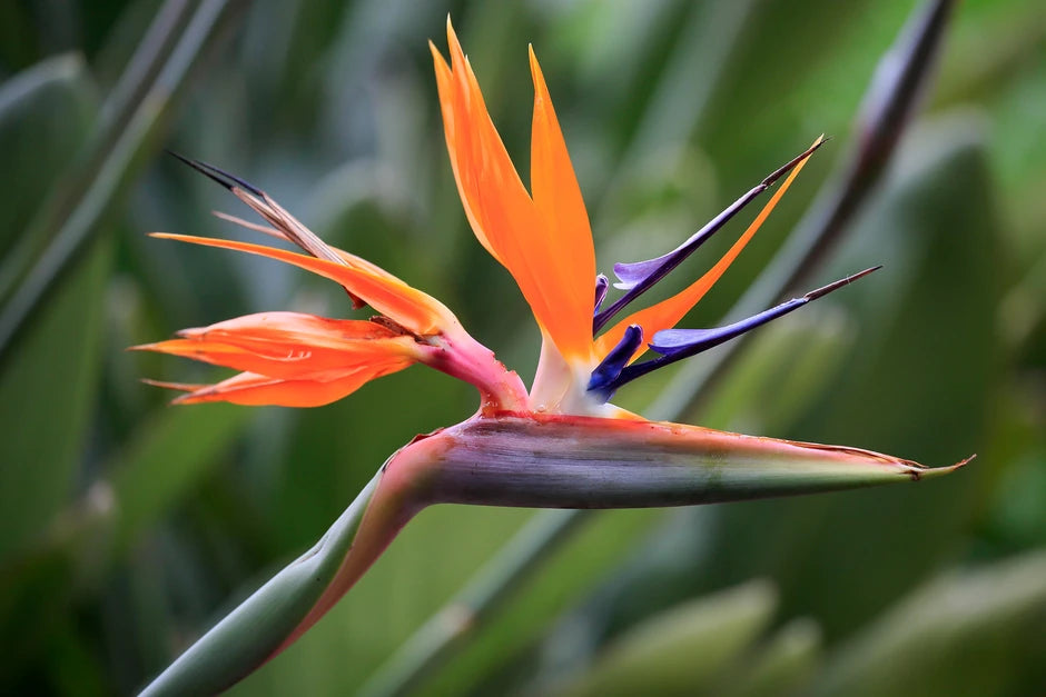 Heirloom Strelitzia Flower Seeds, Non-GMO Bird of Paradise Blooms for Exotic Garden Planting