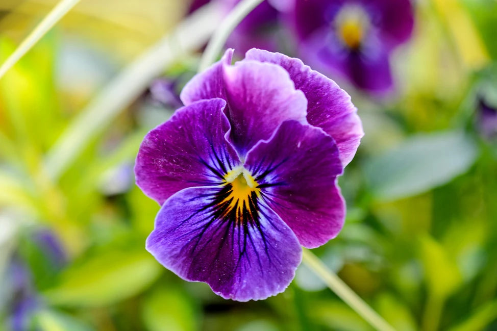 Heirloom Non-GMO Purple Viola Flower Seeds for Spring Planting – Vibrant Blooming Flower Seeds