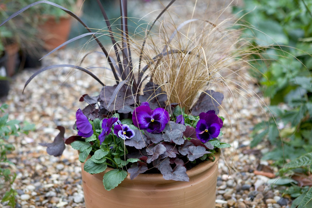 giant viola flower seeds