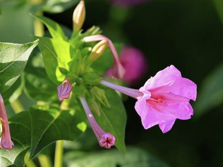 Light Pink Mirabilis Flower Seeds for Planting – Heirloom Non-GMO Organic Garden Seeds, High Germination