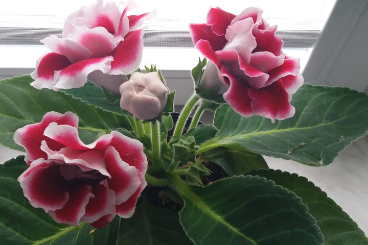 Gloxinia Flower Seeds for Planting – Heirloom, Non-GMO, High Germination Indoor Blooming Houseplant Seeds