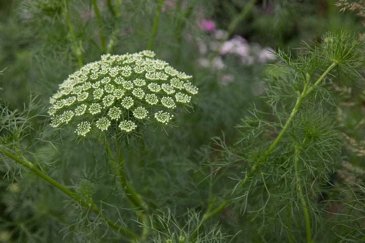 Heirloom Non-GMO Ammi Visnaga Flower Seeds for Planting – Lacy White Medicinal and Ornamental Blooms