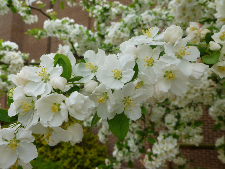 Crabapple White Flower Seeds for Planting – Organic, Heirloom, Non-GMO Seeds