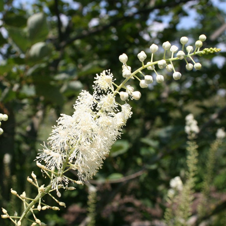 Heirloom Non-GMO Cimicifuga Flower Seeds for Planting – Fragrant Shade-Loving Blooms for Gardens