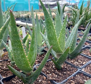 Green Claviflora Jackal’s Plant Seeds for Planting- Unique Garden Collection