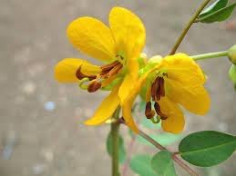 Flower Seeds, Seeds for Planting, Plant Seeds