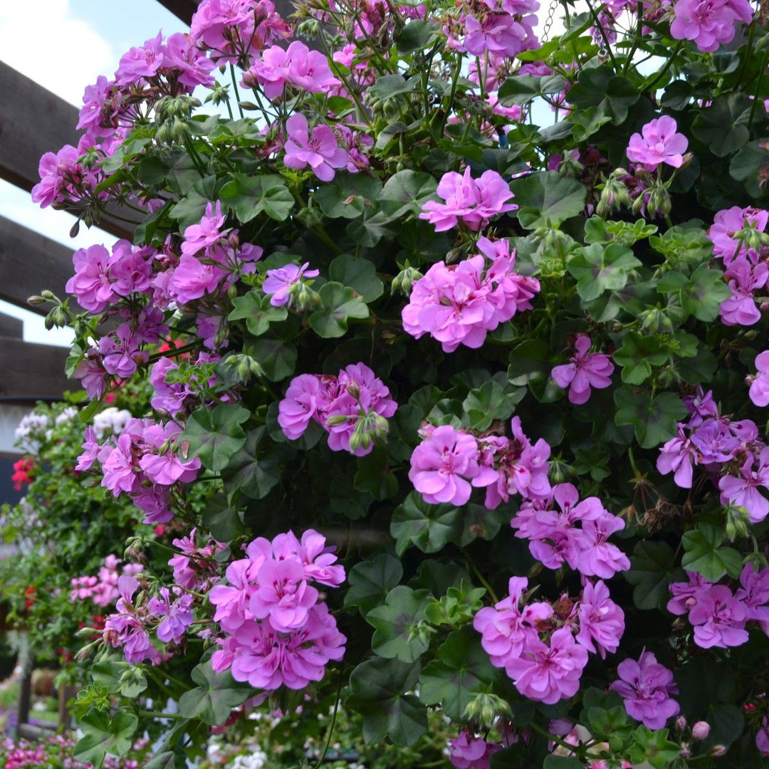 Geranium Blomsterfrø Lilla til udplantning, 100 stk